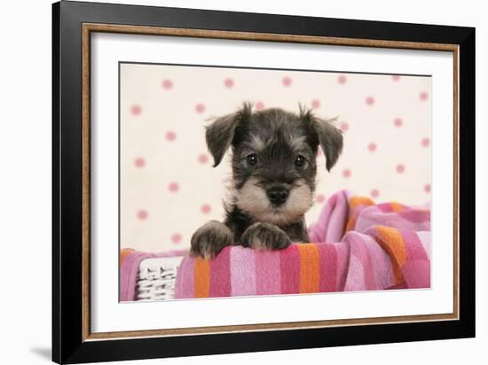 Miniature Schnauzer Puppy (6 Weeks Old)-null-Framed Photographic Print