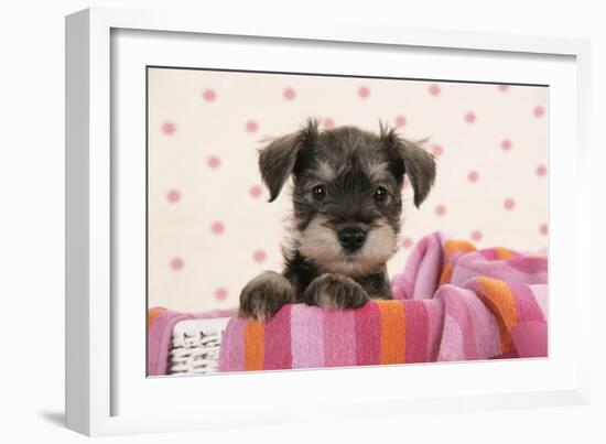 Miniature Schnauzer Puppy (6 Weeks Old)-null-Framed Photographic Print