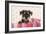 Miniature Schnauzer Puppy (6 Weeks Old)-null-Framed Photographic Print