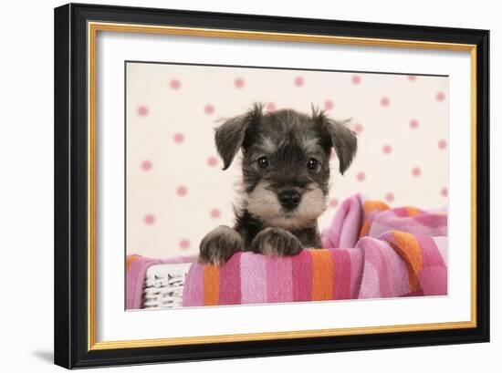 Miniature Schnauzer Puppy (6 Weeks Old)-null-Framed Photographic Print