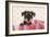 Miniature Schnauzer Puppy (6 Weeks Old)-null-Framed Photographic Print