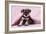 Miniature Schnauzer Puppy (6 Weeks Old)-null-Framed Photographic Print