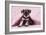 Miniature Schnauzer Puppy (6 Weeks Old)-null-Framed Photographic Print