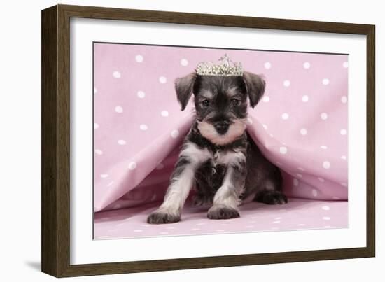 Miniature Schnauzer Puppy (6 Weeks Old)-null-Framed Photographic Print