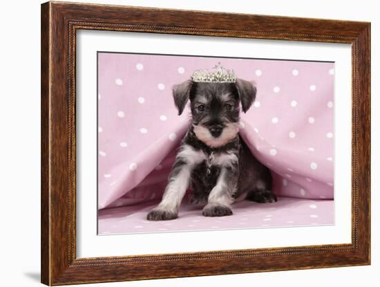 Miniature Schnauzer Puppy (6 Weeks Old)-null-Framed Photographic Print