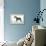 Miniature Schnauzer-null-Framed Premier Image Canvas displayed on a wall