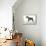 Miniature Schnauzer-null-Framed Premier Image Canvas displayed on a wall