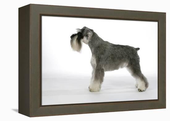 Miniature Schnauzer-null-Framed Premier Image Canvas