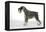 Miniature Schnauzer-null-Framed Premier Image Canvas