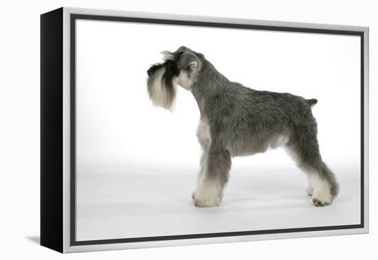 Miniature Schnauzer-null-Framed Premier Image Canvas