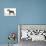 Miniature Schnauzer-null-Framed Premier Image Canvas displayed on a wall