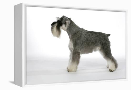 Miniature Schnauzer-null-Framed Premier Image Canvas