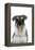 Miniature Schnauzer-null-Framed Premier Image Canvas