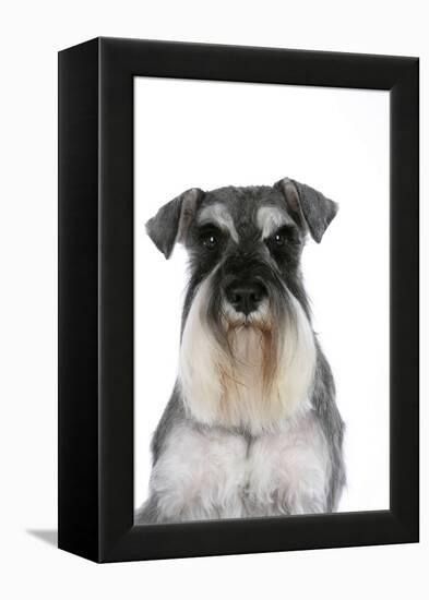 Miniature Schnauzer-null-Framed Premier Image Canvas