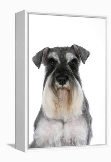 Miniature Schnauzer-null-Framed Premier Image Canvas