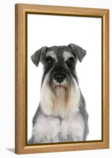 Miniature Schnauzer-null-Framed Premier Image Canvas