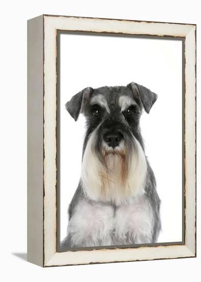 Miniature Schnauzer-null-Framed Premier Image Canvas