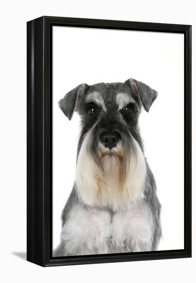 Miniature Schnauzer-null-Framed Premier Image Canvas