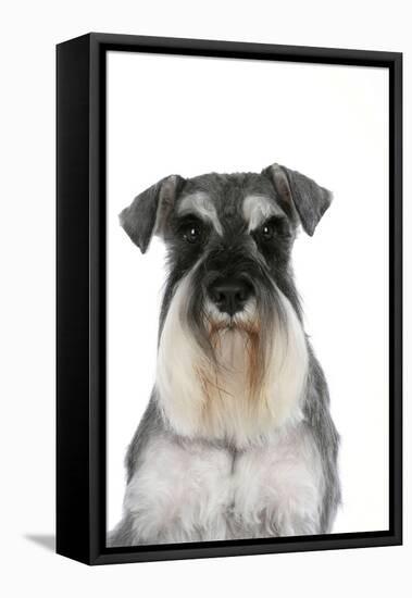 Miniature Schnauzer-null-Framed Premier Image Canvas