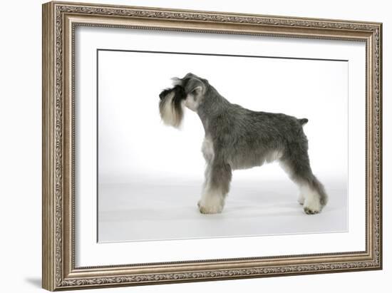 Miniature Schnauzer-null-Framed Photographic Print