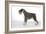 Miniature Schnauzer-null-Framed Photographic Print