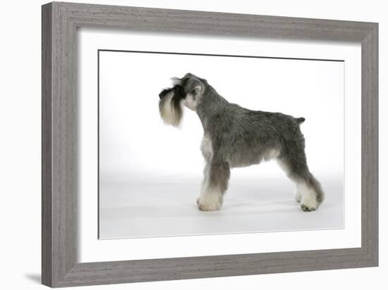 Miniature Schnauzer-null-Framed Photographic Print