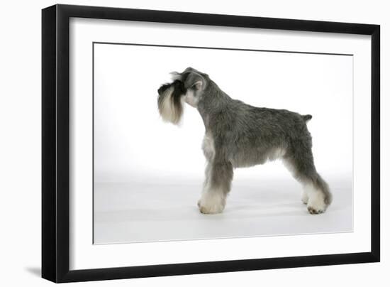 Miniature Schnauzer-null-Framed Photographic Print