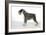 Miniature Schnauzer-null-Framed Photographic Print