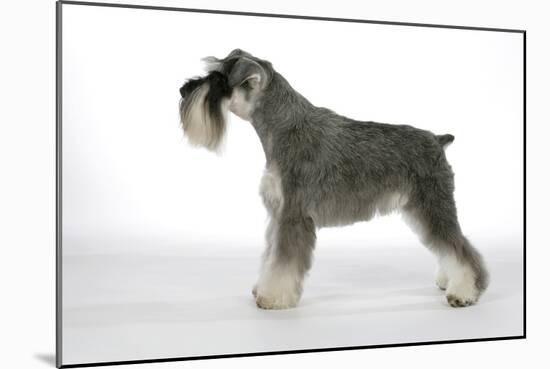 Miniature Schnauzer-null-Mounted Photographic Print