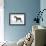 Miniature Schnauzer-null-Framed Photographic Print displayed on a wall