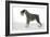 Miniature Schnauzer-null-Framed Photographic Print