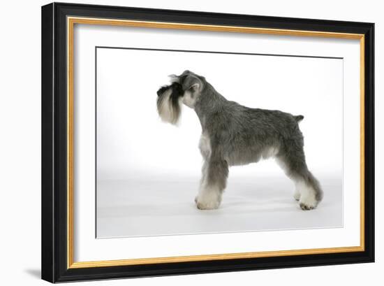 Miniature Schnauzer-null-Framed Photographic Print