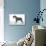 Miniature Schnauzer-null-Photographic Print displayed on a wall