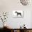 Miniature Schnauzer-null-Photographic Print displayed on a wall