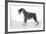 Miniature Schnauzer-null-Framed Photographic Print