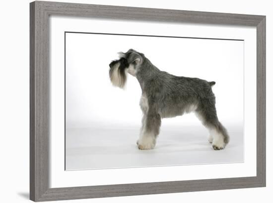 Miniature Schnauzer-null-Framed Photographic Print