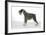 Miniature Schnauzer-null-Framed Photographic Print