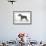 Miniature Schnauzer-null-Framed Photographic Print displayed on a wall