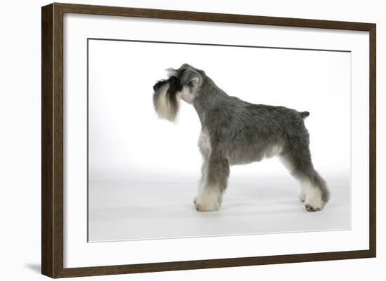 Miniature Schnauzer-null-Framed Photographic Print