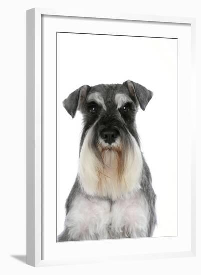 Miniature Schnauzer-null-Framed Photographic Print