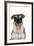 Miniature Schnauzer-null-Framed Photographic Print