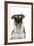 Miniature Schnauzer-null-Framed Photographic Print