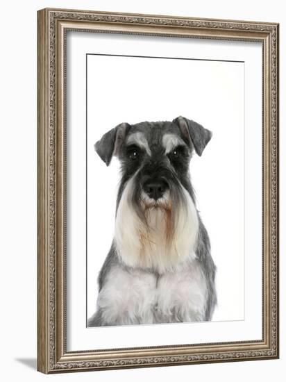 Miniature Schnauzer-null-Framed Photographic Print