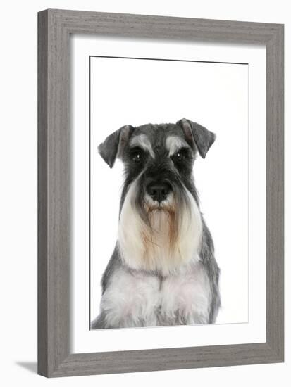 Miniature Schnauzer-null-Framed Photographic Print