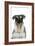 Miniature Schnauzer-null-Framed Photographic Print