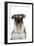 Miniature Schnauzer-null-Framed Photographic Print