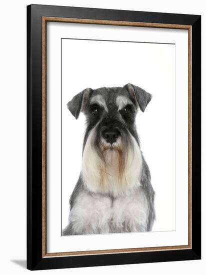 Miniature Schnauzer-null-Framed Photographic Print