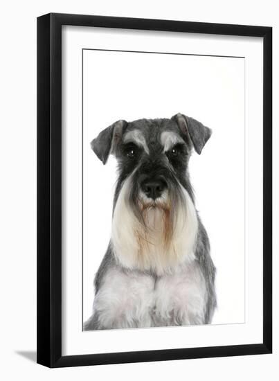 Miniature Schnauzer-null-Framed Photographic Print