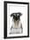 Miniature Schnauzer-null-Framed Photographic Print