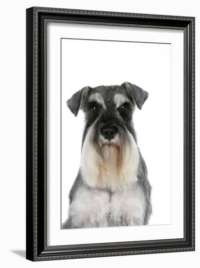 Miniature Schnauzer-null-Framed Photographic Print